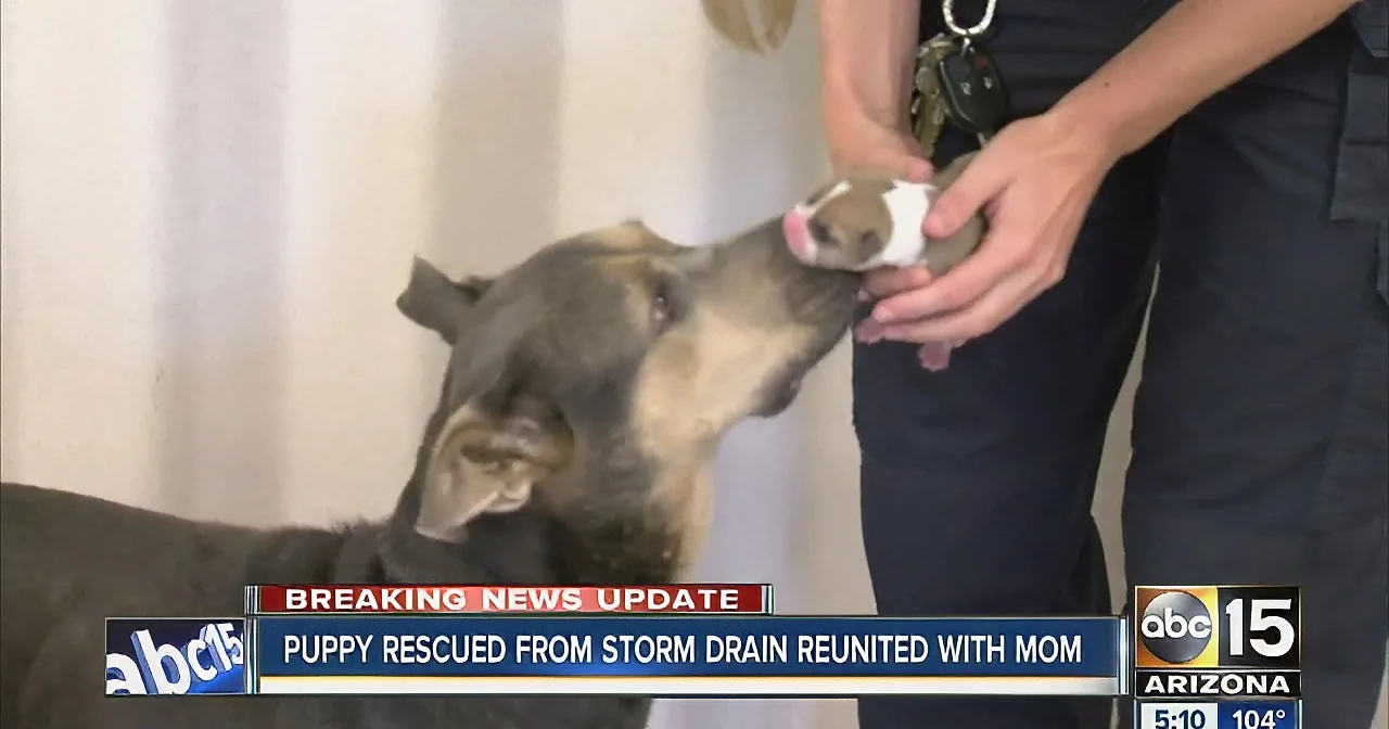 A puppy is being reunited with its mother after being rescued from a storm drain.
