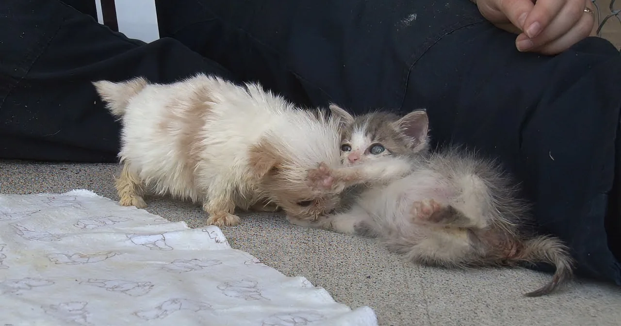 Two kittens playfully interact on a blanket, one white and one gray, with a person's legs in the background.