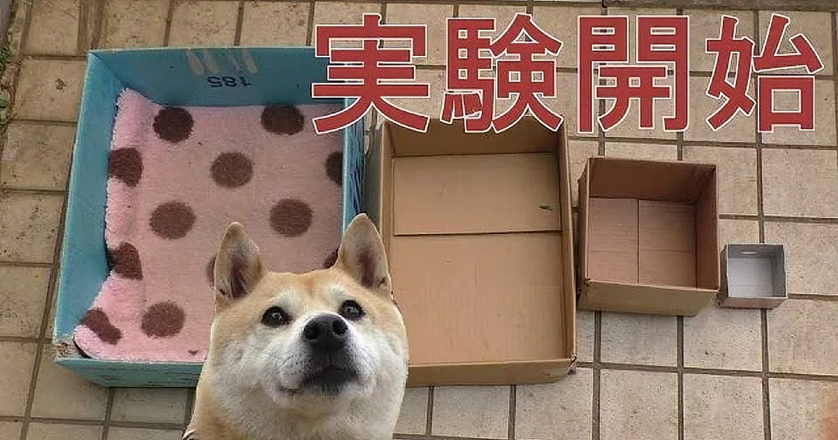 A Shiba Inu dog is in front of a cardboard box with a pink polka dot blanket inside.