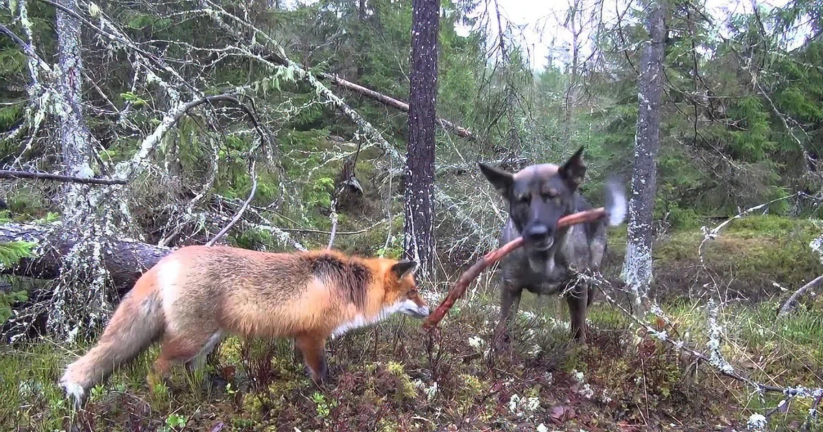 A fox and a dog stand in a forest, each holding a stick in their mouths.