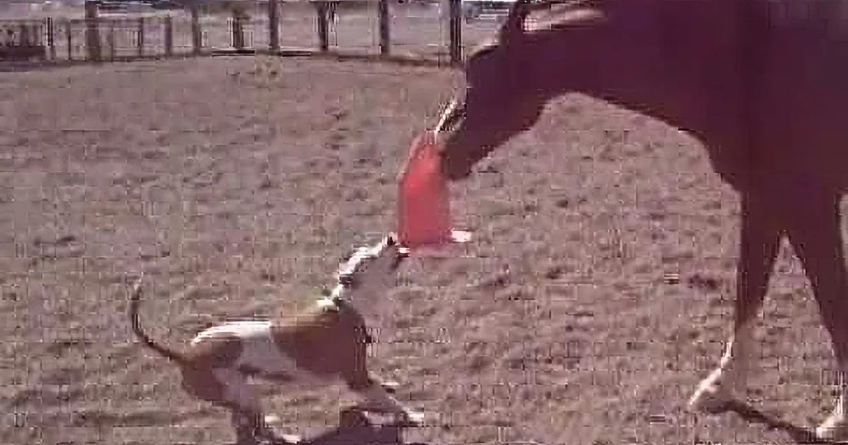 A dog plays with a red frisbee while a cow stands nearby in a dirt area.