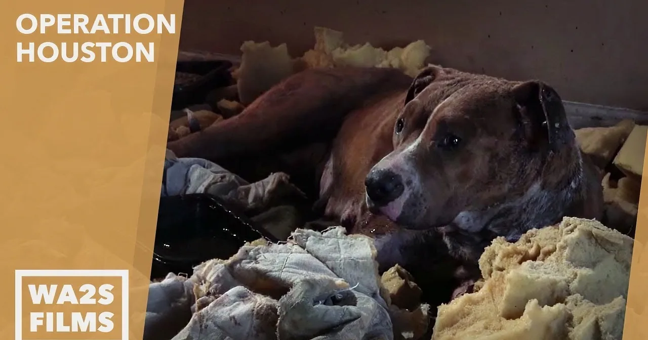 A dog rests amidst a pile of bread and other food scraps.