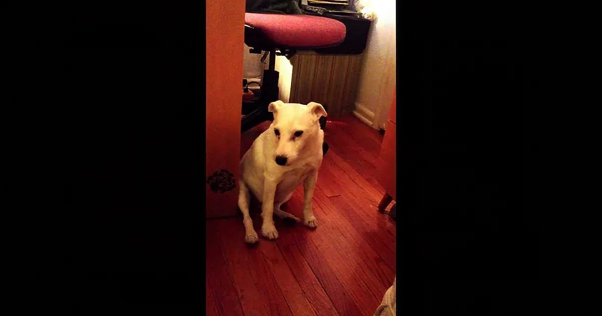 A white dog sits on a wooden floor, looking slightly to the side.