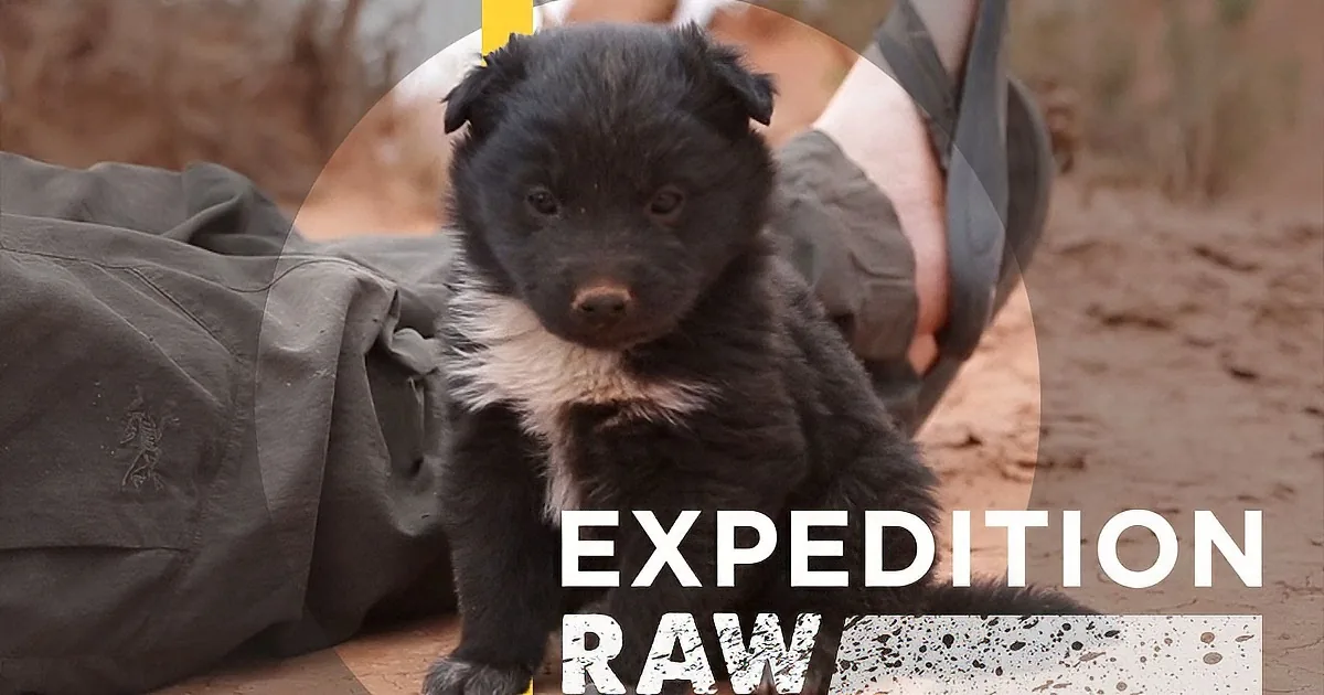 A small black puppy with white markings stands on a dirt path, surrounded by a person's legs and clothing.