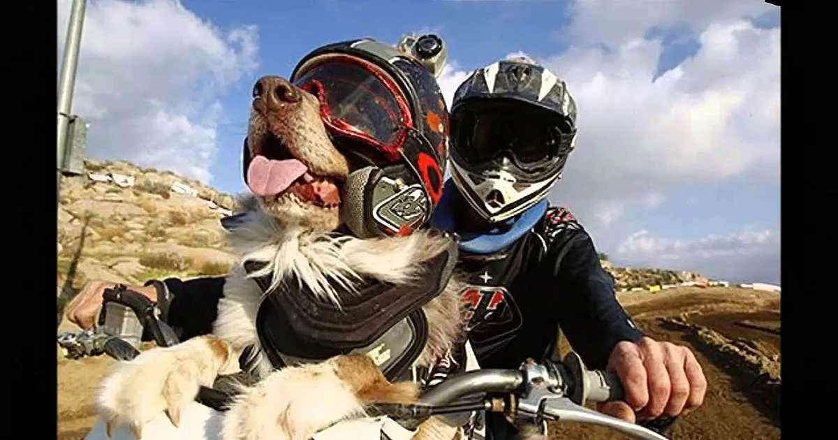 A dog wearing a helmet and goggles sits on a dirt bike with a rider, both enjoying a sunny day.