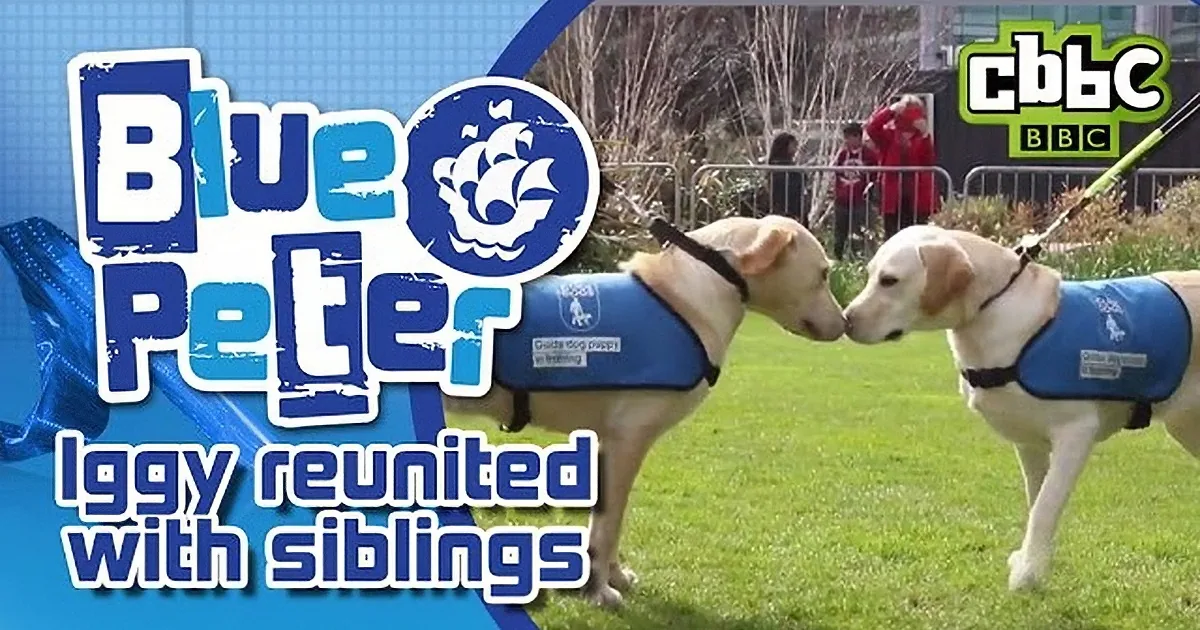 A dog wearing a blue vest is being reunited with siblings, as shown in a CBBC Blue Peter segment.