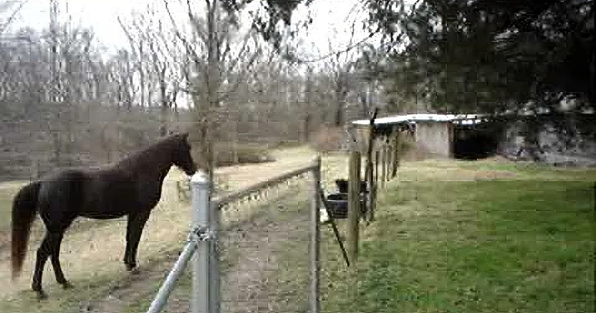 Dad Spots His Giant Horse Acting Unusual. He Never Could Have Imagined Who He Was Talking With!