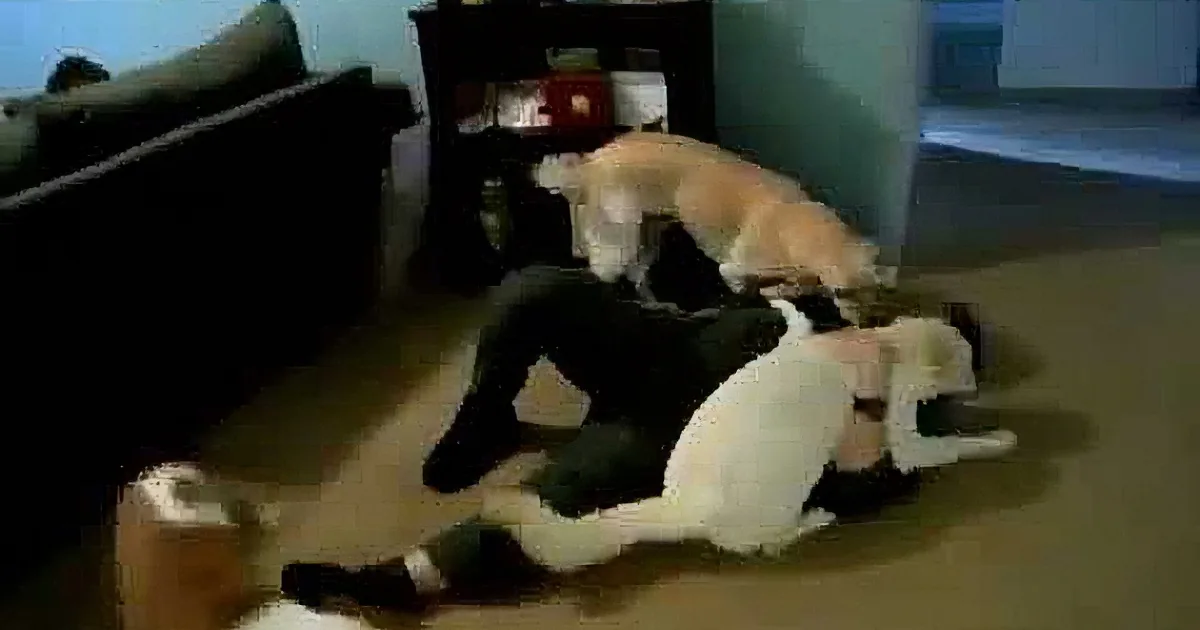 Mom Has a Surprise for Their 3 Dogs, but Keep an Eye on the White One...