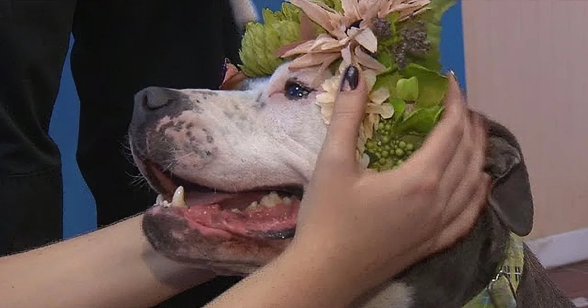 A dog with a flower crown being held by two people, one with a tattooed arm.