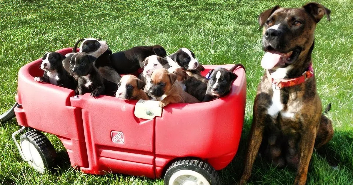 A litter of puppies sits in a red wagon, with their mother dog standing nearby on a grassy lawn.