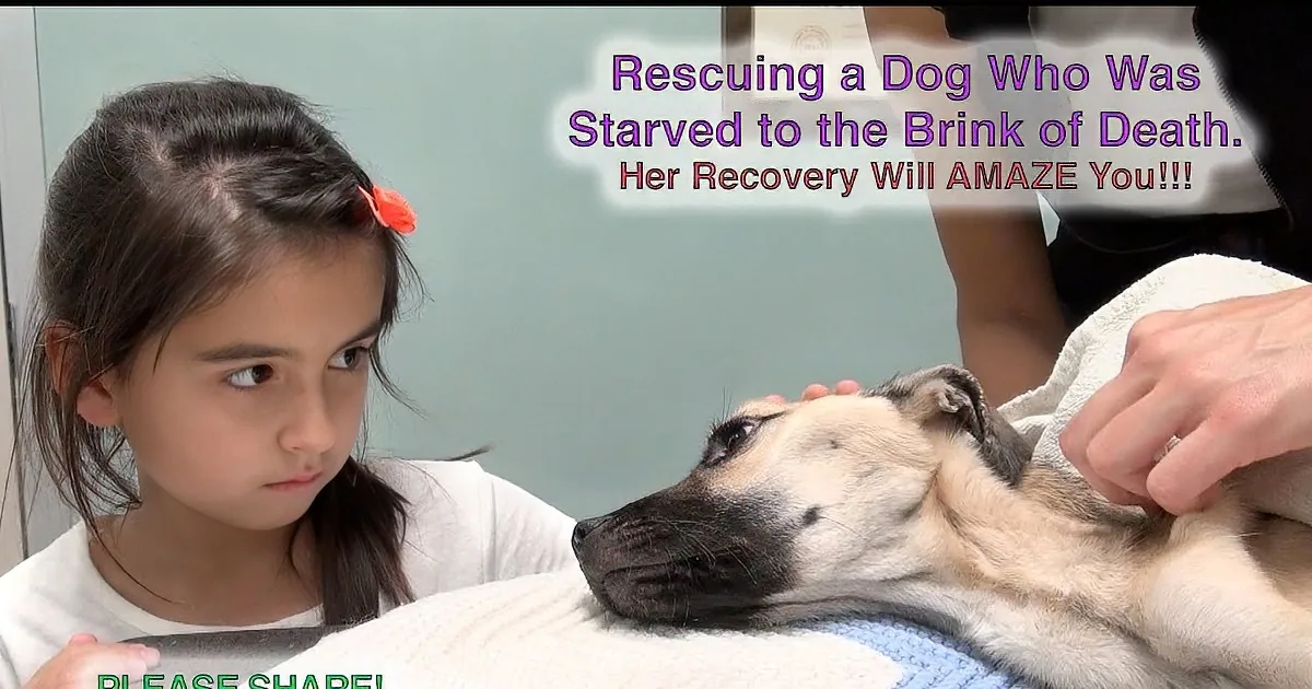 A girl looks at a recovering dog being cared for, with text about her rescue and recovery.