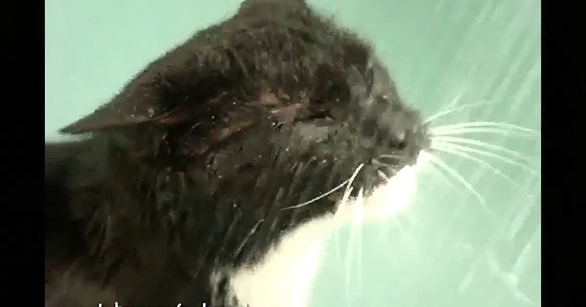 A wet black and white cat with its eyes closed, possibly sleeping or resting, is the main subject.