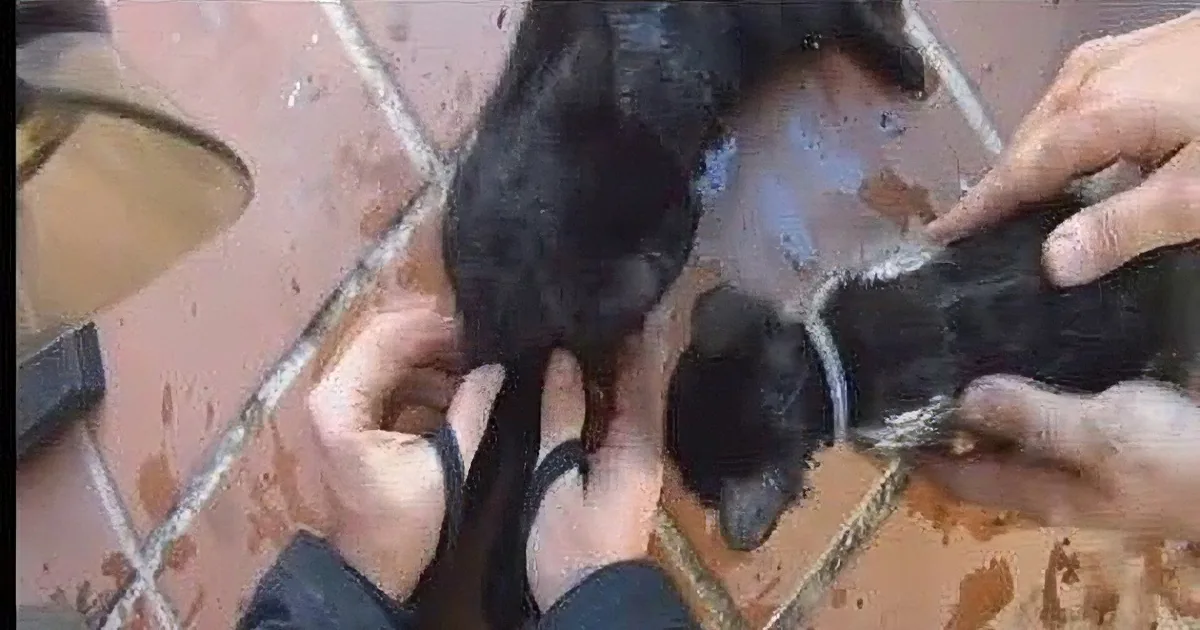 A person is holding a black dog's leg, possibly for a medical examination or treatment.