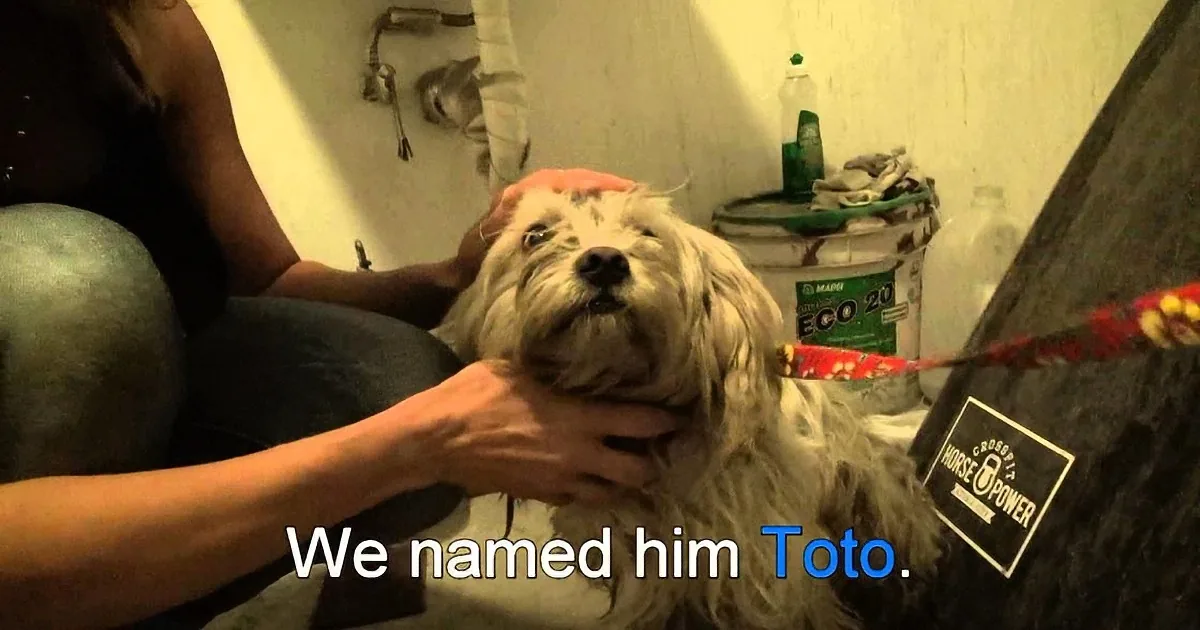 When Rescuers Found This Homeless Dog He Lashed out in Fear!