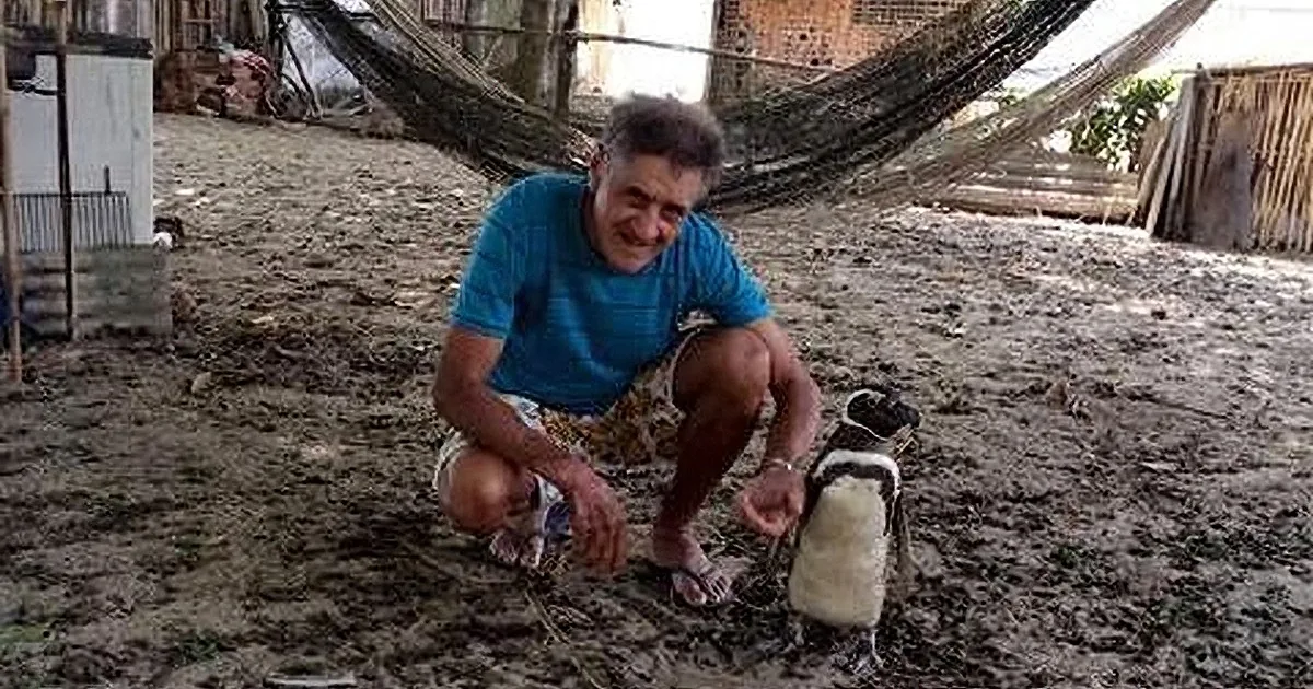 This Man Helped a Penguin on the Beach and Became Friends for Life!