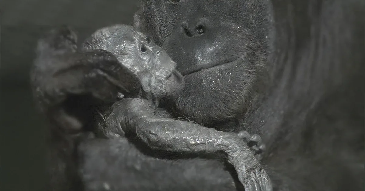 This Incredible Footage Shows the First Ever Birth of an Orangutan to Be Recorded!