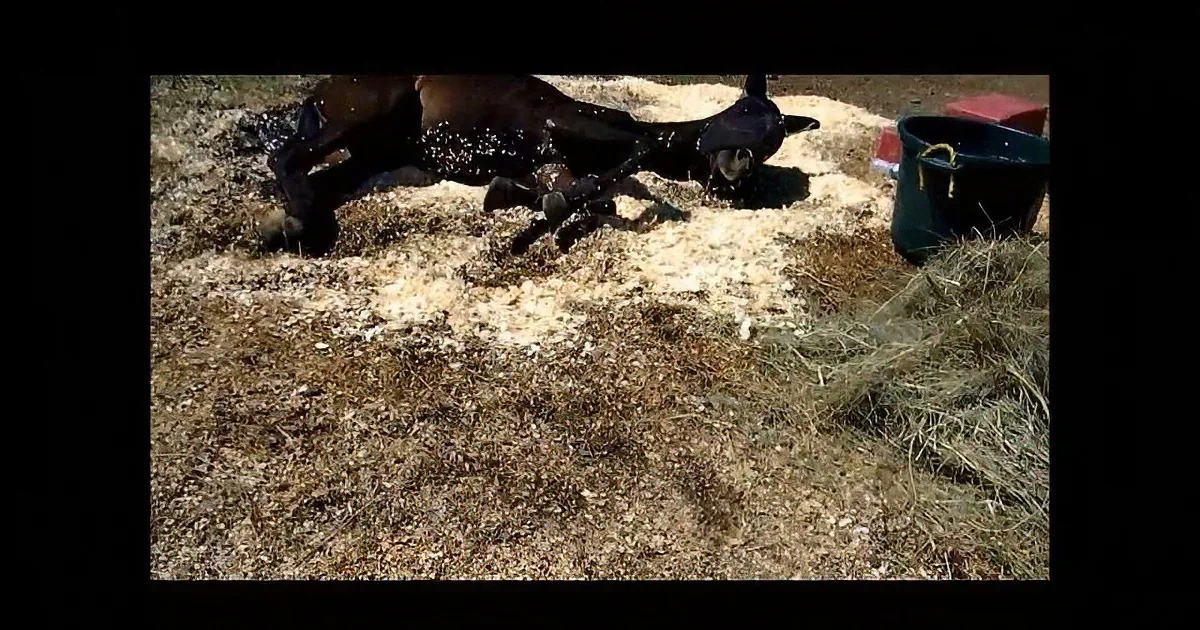 This Horse Was Left Chained and Expected to Starve.