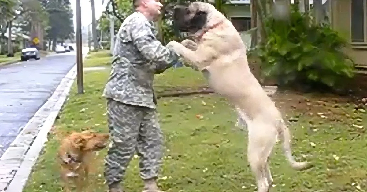 A soldier in camouflage interacts playfully with a large dog on a grassy lawn.