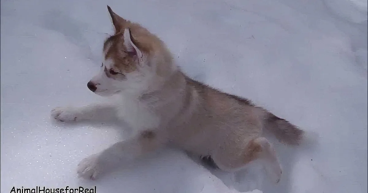 A fluffy husky puppy with white and brown fur is lying on its side in the snow.