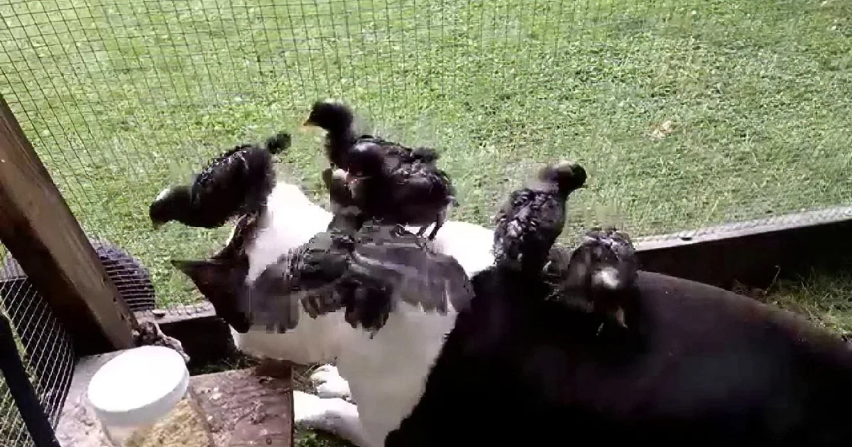 Chickens and a piglet gather around a feeder in a fenced area.