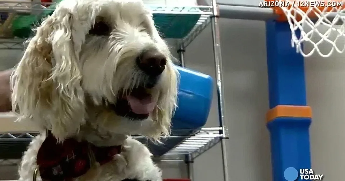 A fluffy white dog with a red collar sits on a shelf, looking alert and curious.