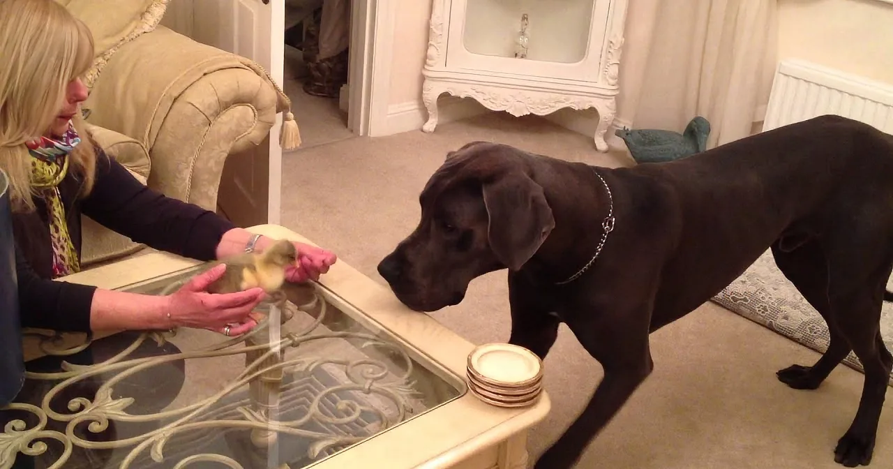 A dog sniffs a glass table while a person holds a small object near it.