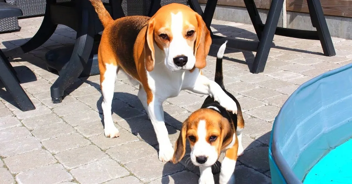 A beagle and its two puppies are standing on a paved patio, with the adult dog looking up.