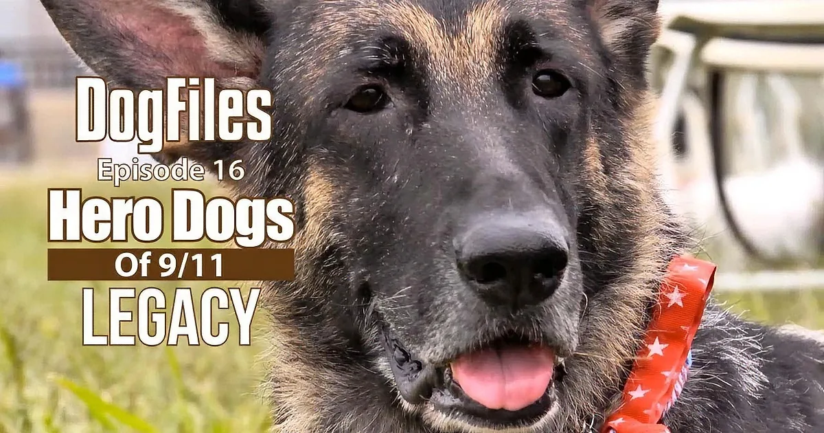 A German Shepherd wearing a patriotic bandana smiles in a grassy field, with text overlay about "Hero Dogs of 9/11."