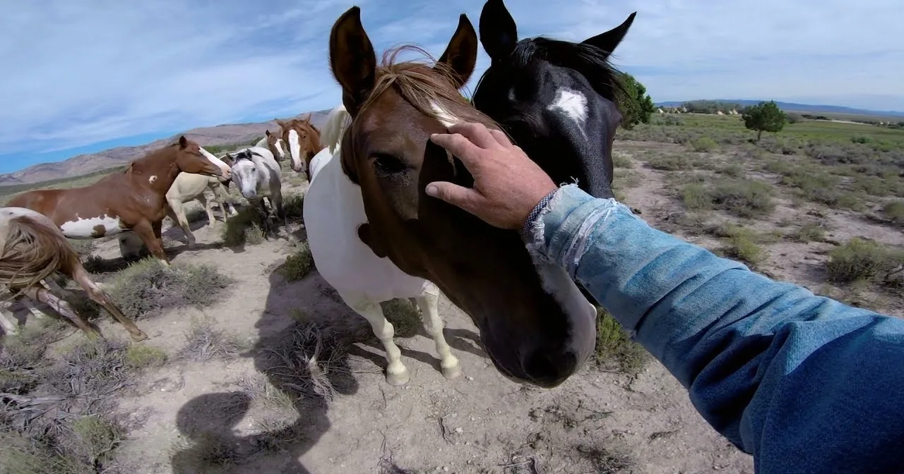 A person pets a brown horse with white markings in a desert landscape, surrounded by other horses.