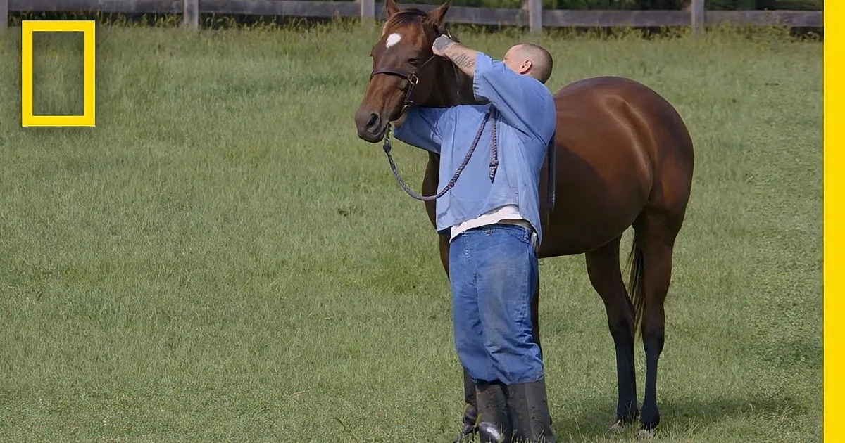 They Took a Prison Inmate to a Shed. Watch What He Does With the Horse Inside.