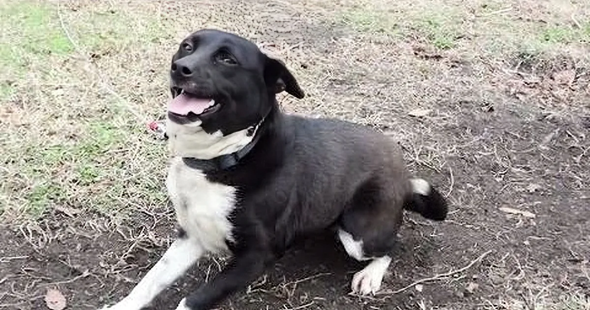 They Found This Dog Bound in a Backyard... When They Checked Her Collar, My Jaw Dropped!
