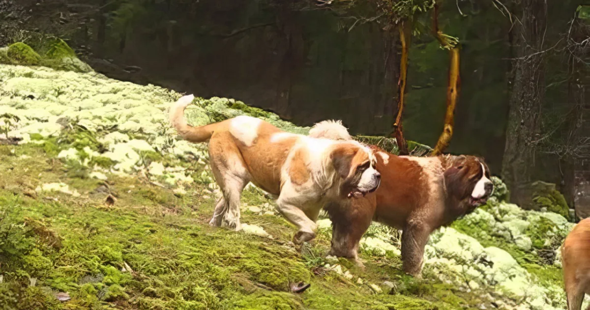 He Films Big Dogs Alone in the Forest. but When the Camera Zooms out? My Jaw Dropped!