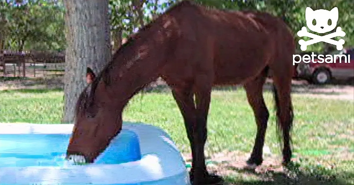 A dark brown horse is drinking from a blue plastic container in a grassy area with trees and a car in the background.