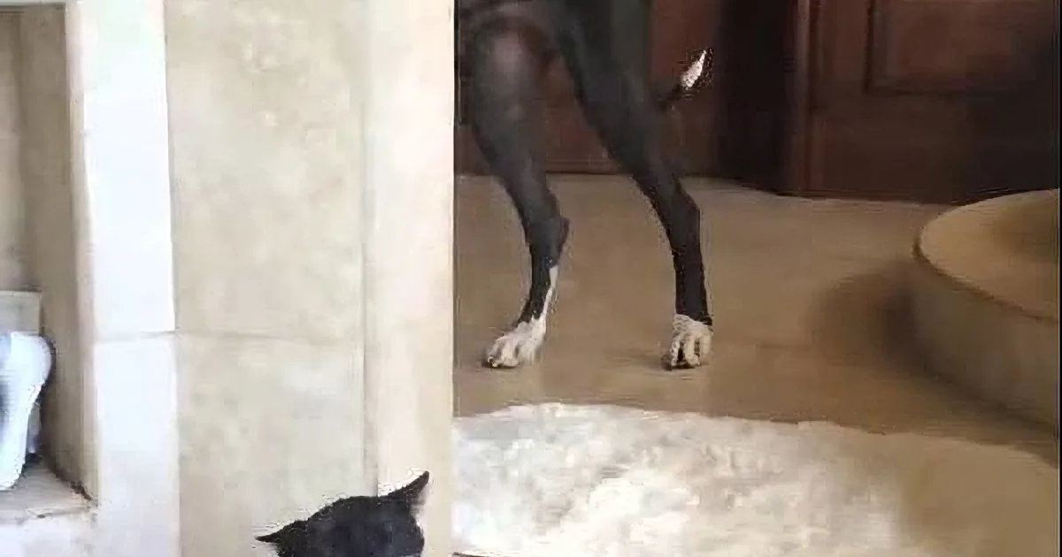 A black dog stands at a doorway, while a black cat peeks out from the other side, both in a tiled room.