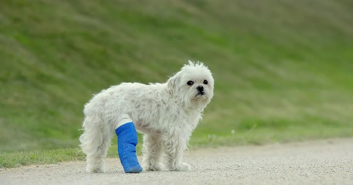 A small white dog with a blue bandage on its leg stands on a gravel path.