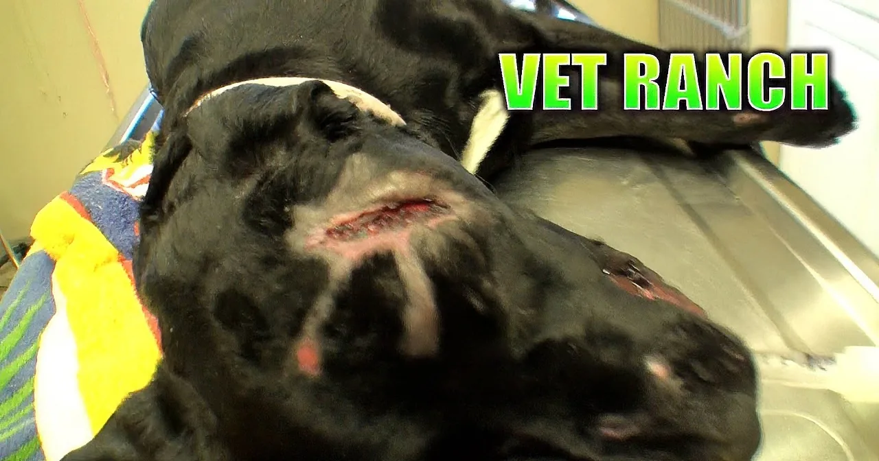 She Wags Her Tail and Looks Like a Normal Puppy, but When You Look Closer? I Was Furious!