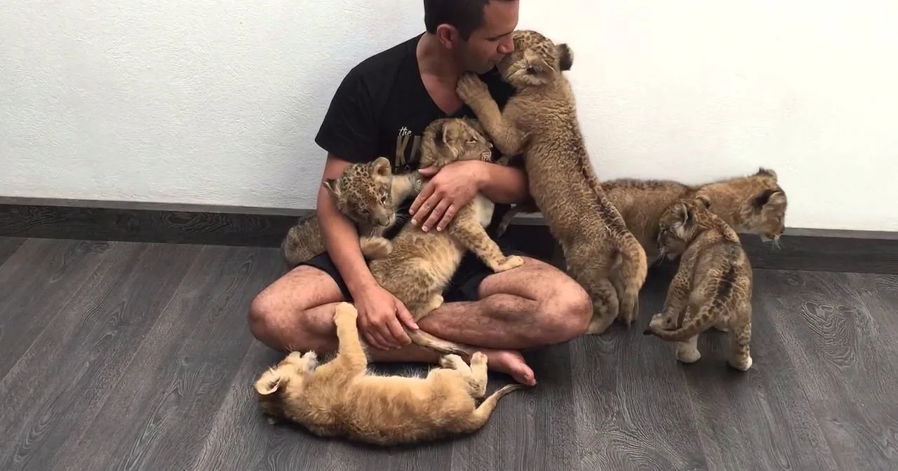 He Steps Into a Field of Big Cats. Seconds Later? I''m in Tears!