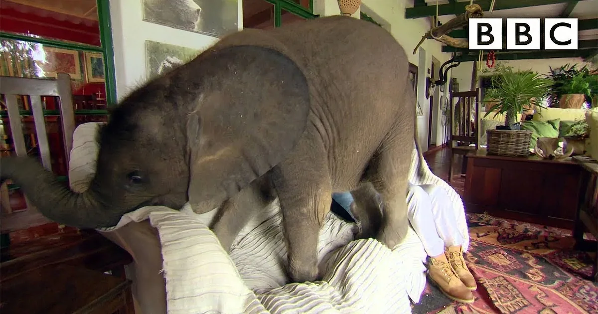 A baby elephant is playfully interacting with a person on a bed in a cozy, decorated room.