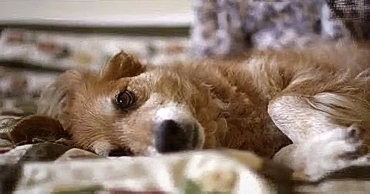 A fluffy brown dog lies on a patterned blanket, looking directly at the camera with a relaxed expression.