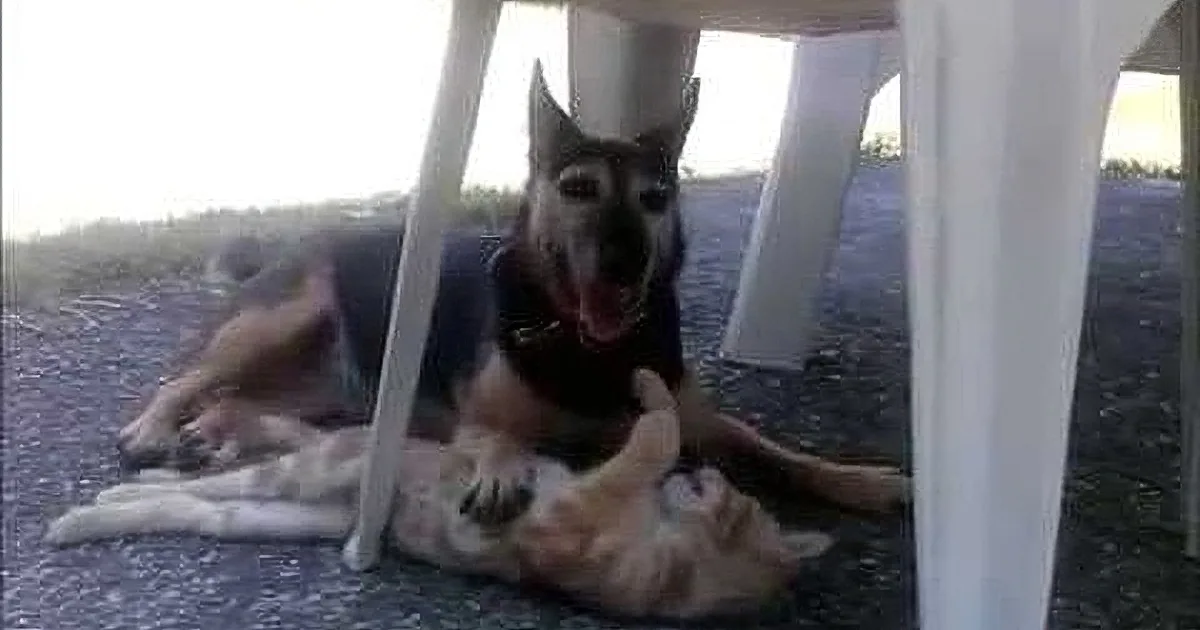 A German Shepherd dog is lying under a table, looking up with its mouth open.