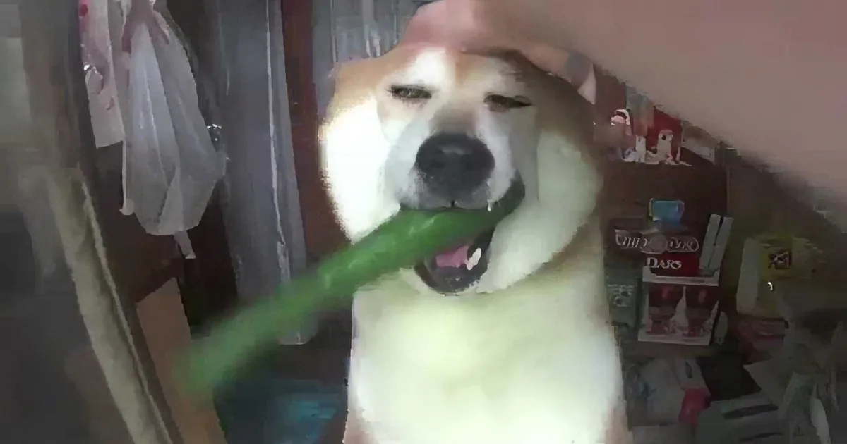 A dog with a green object in its mouth, appearing to chew or play, in a cluttered room.