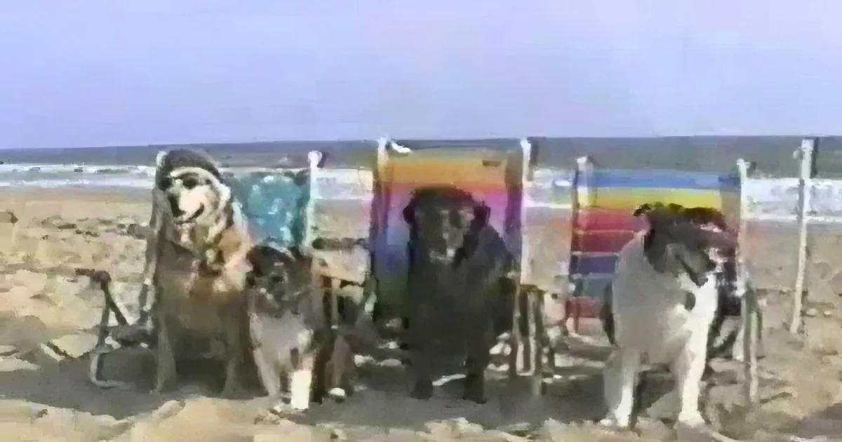Four dogs in a row, one wearing a hat, on a sandy beach with colorful umbrellas and the ocean in the background.