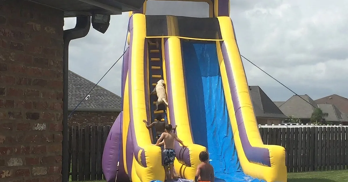 Children play on a large inflatable slide in a backyard with a brick wall and fence.