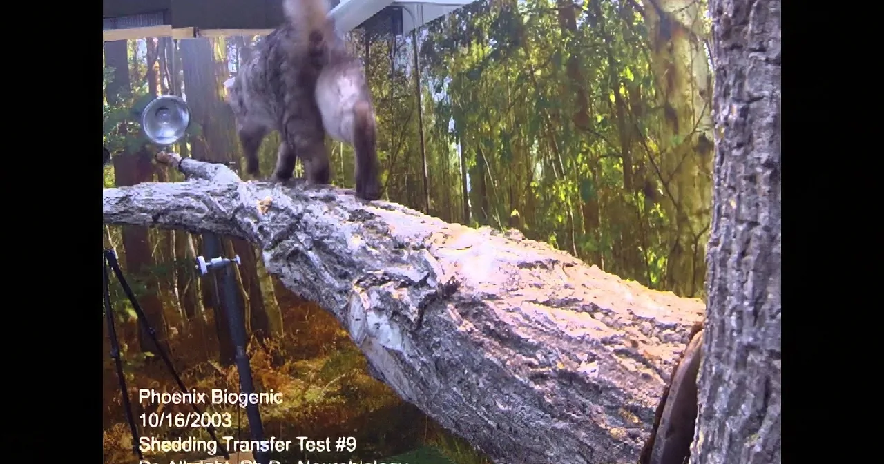 This Cat Hears Chicks Crying for Their Mother. but What She Did? I''m in Shock!