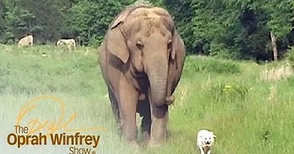 A large elephant stands in a grassy field, surrounded by smaller animals, with trees in the background.