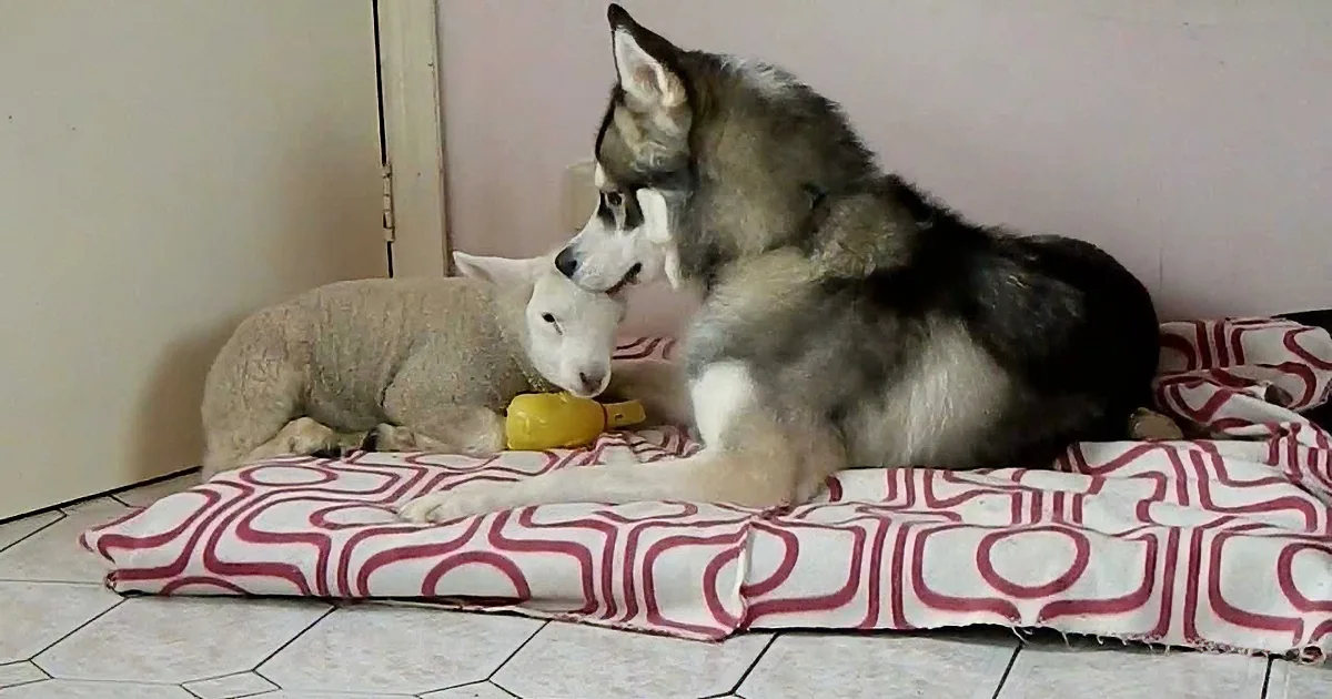 It Is Nap Time for This Husky and Lamb. Precious!