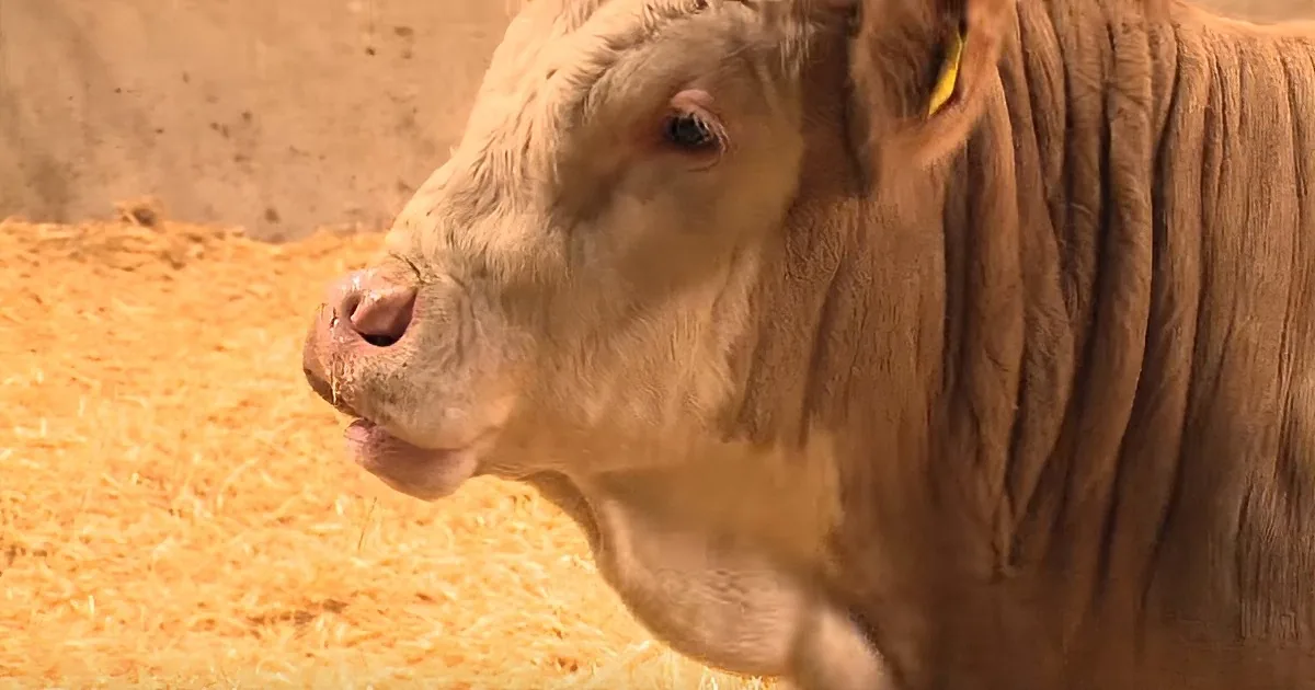 Cow Dances for Joy When Finally Freed From Chains