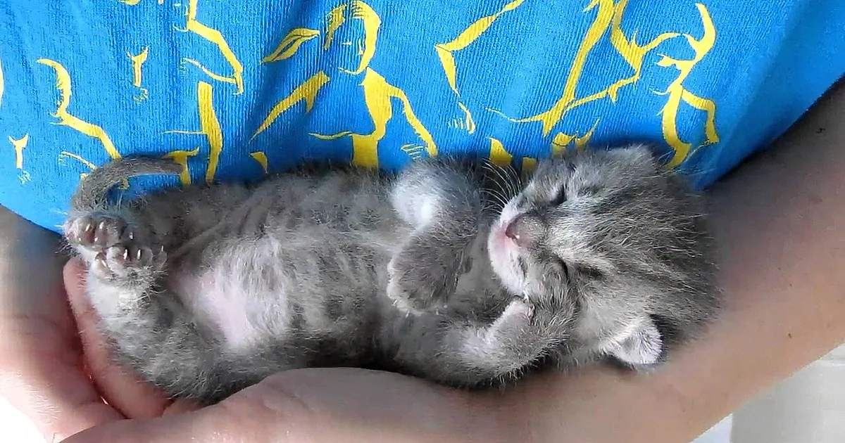 A tiny gray and white kitten sleeps peacefully in someone's hands.