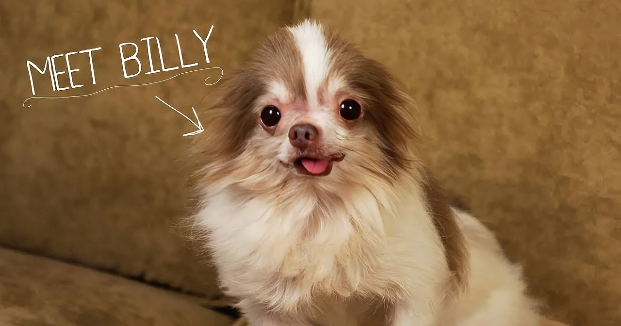 A fluffy dog with a white and brown coat sits on a couch, looking happy and curious.