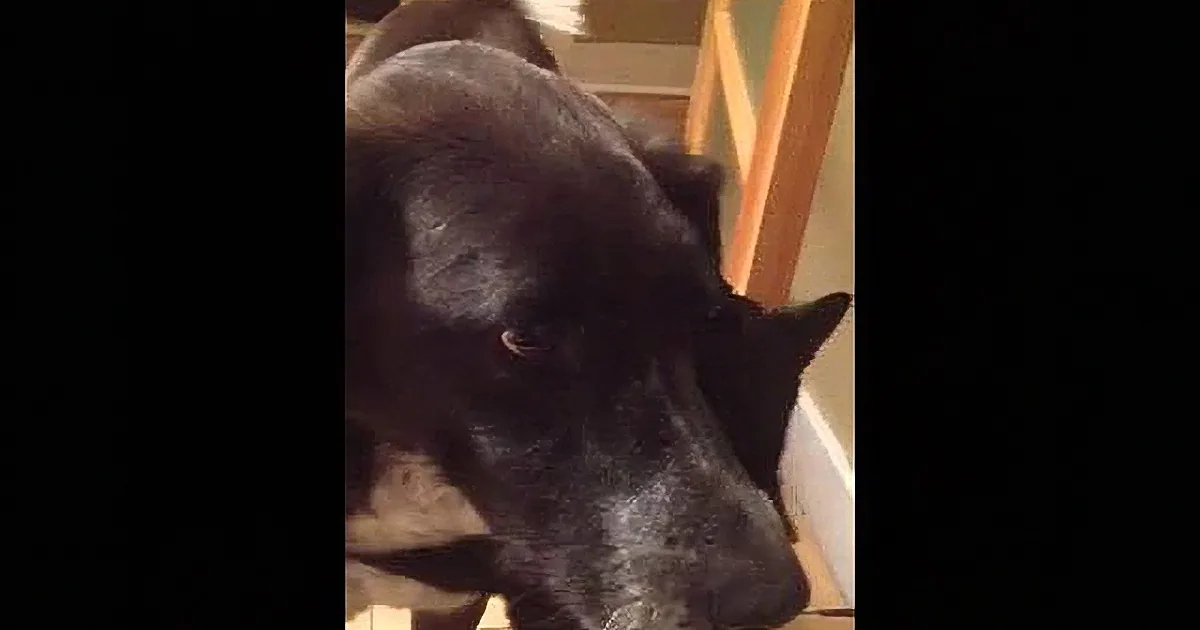 A black dog with a white patch on its chest is looking down, partially obscured by a dark frame.